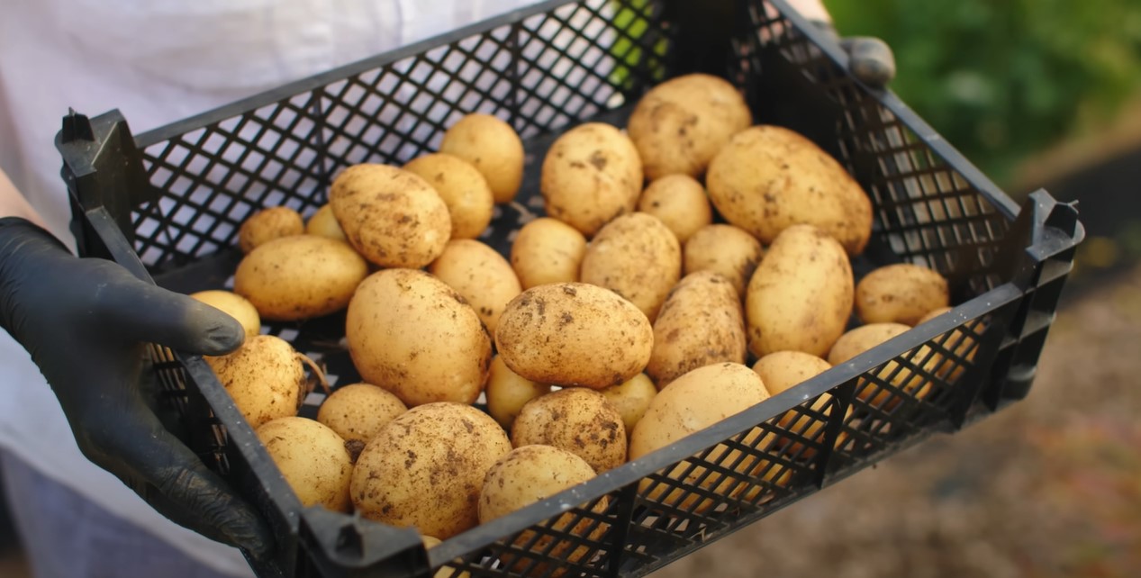 Net geoogste aardappels in een krat.
