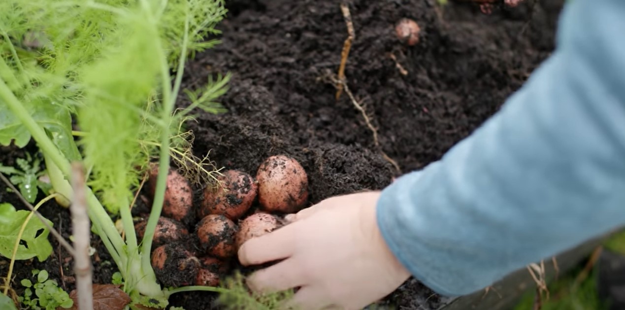 Aardappels die geoogst worden.