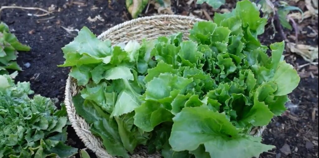 Geoogste andijvie in een mand.