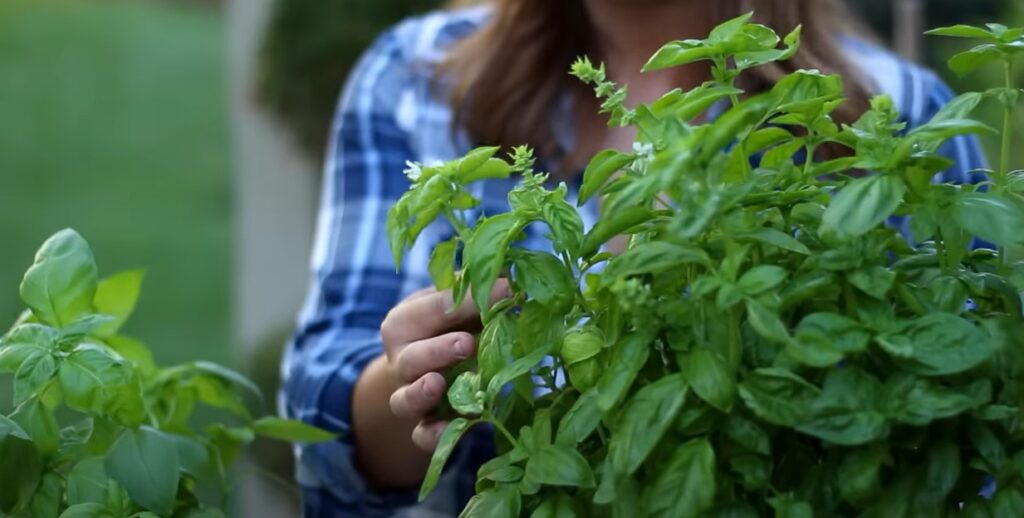 Basilicum in moestuin.