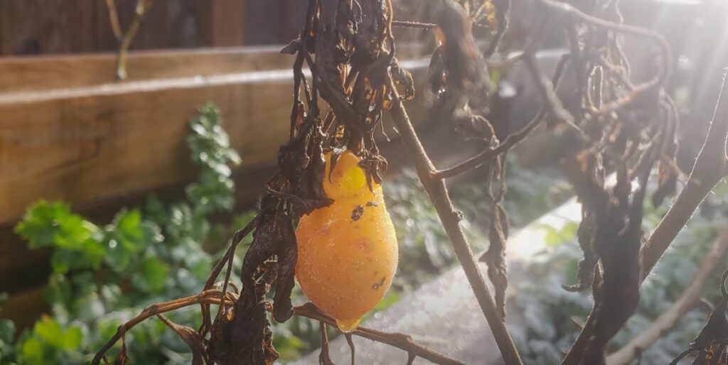 Bevroren tomatenplant.