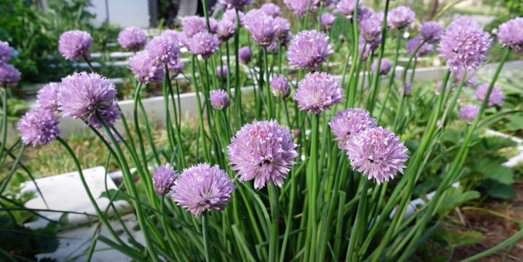 Bieslook in moestuin.