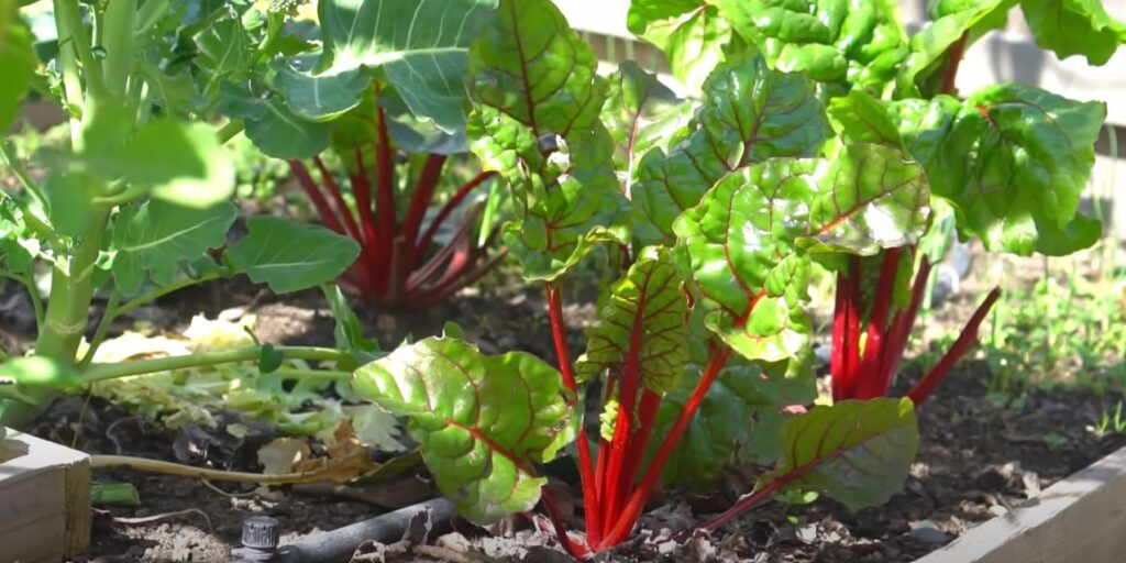 Bietenplanten in moestuin.