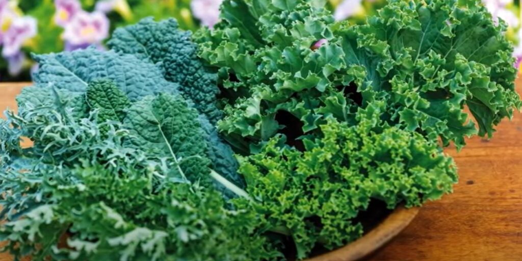 Boerenkool uit moestuin in een mand.