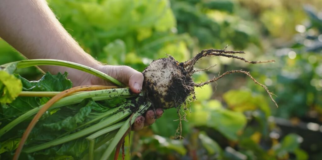 Knol die net geoogst is uit moestuin.