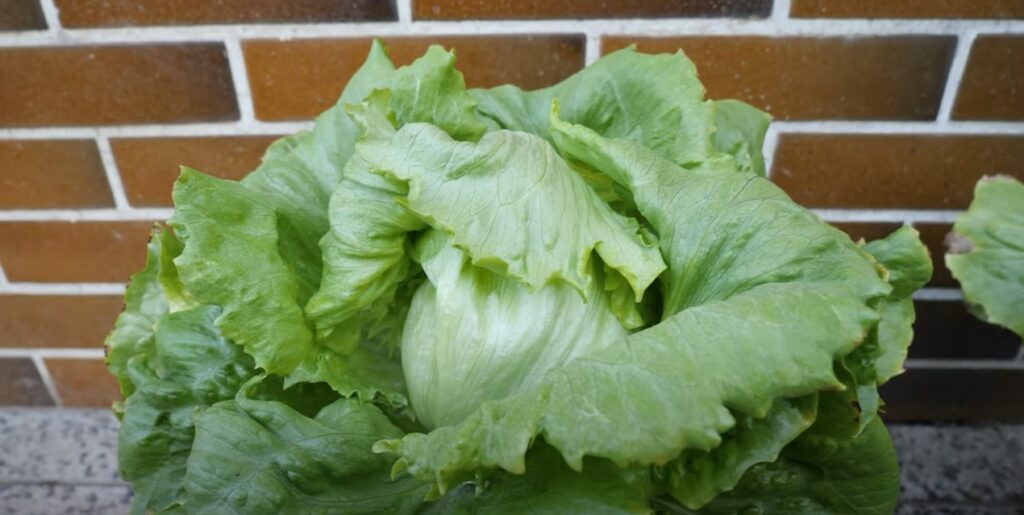 Volgroeide krop ijsbergsla in pot.