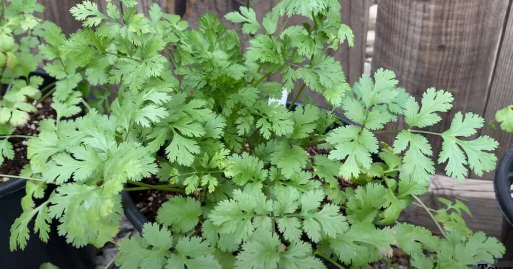 Koriander in moestuin.