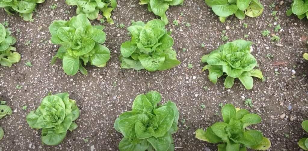Meerdere planten kropsla in een moestuin.