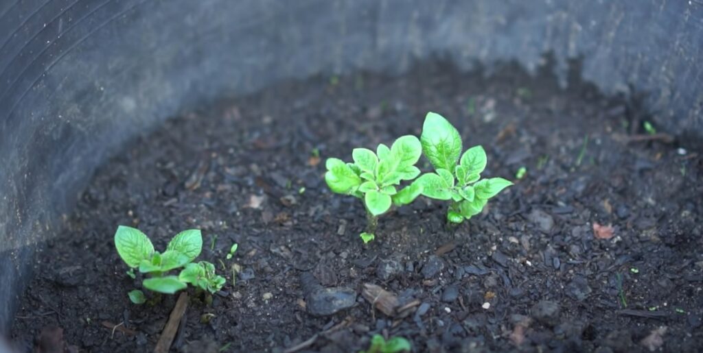 Aardappelplantjes die net ontkiemen.