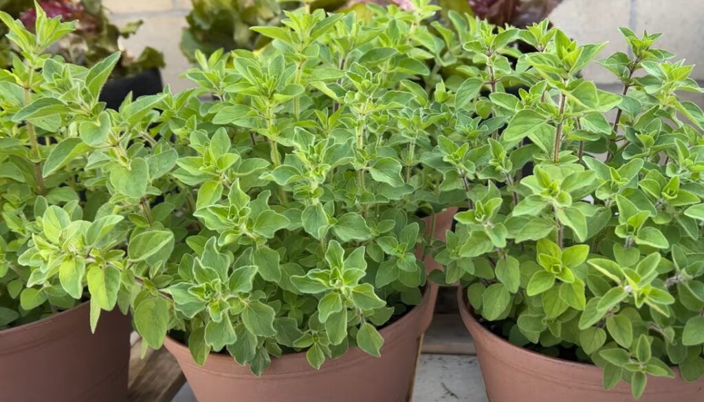 Oreganoplanten in potten.