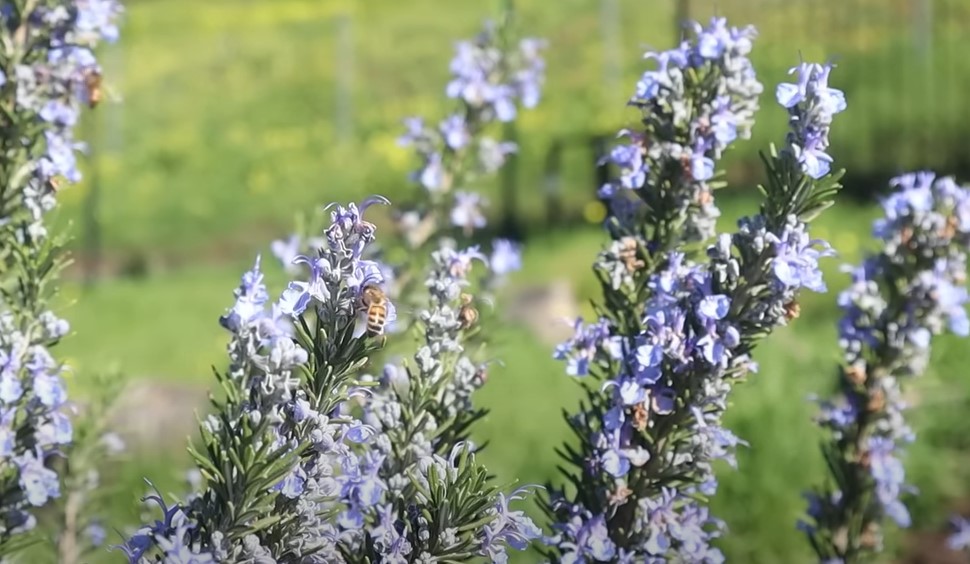 Rozemarijn in bloei.
