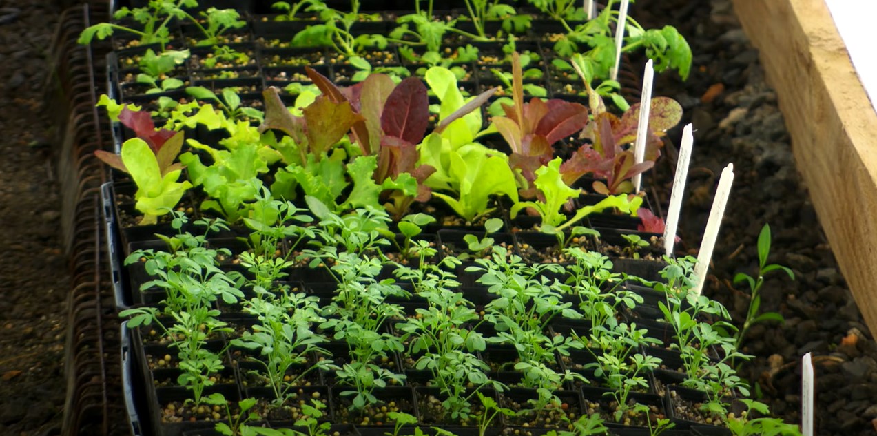 Sla planten in een verhoogd moestuin bed.