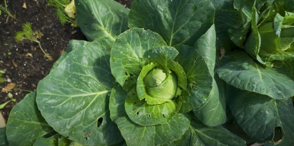 Spitskool in moestuin.