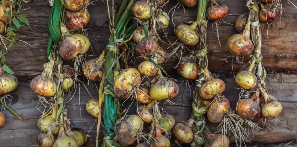 Geoogste uien uit een moestuin.