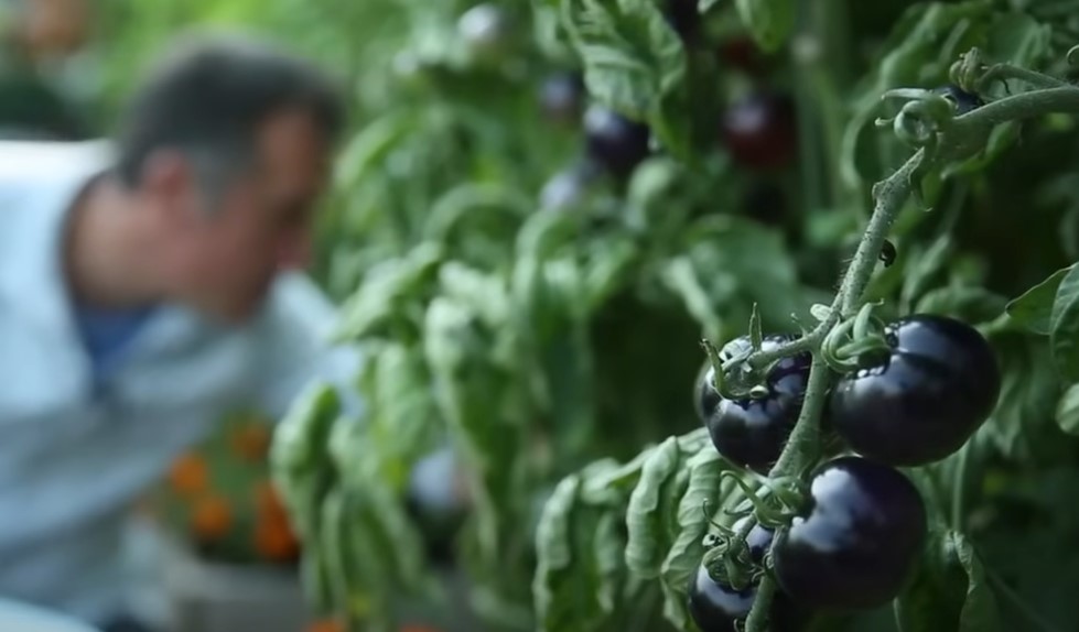 Zwarte tomaten aan plant in moestuin.
