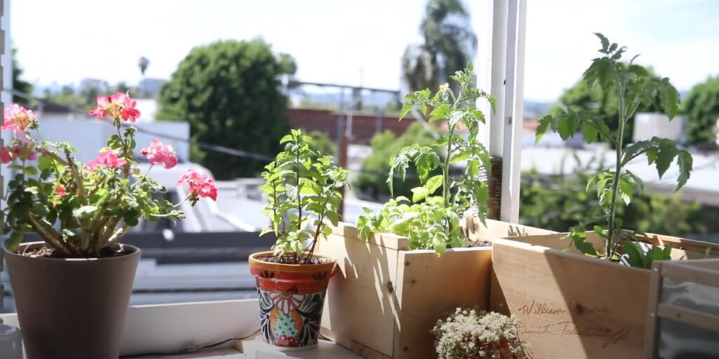 Kleine moestuin in potten.