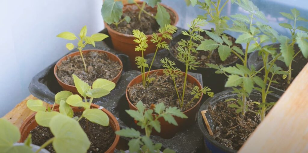 Moestuingroenten in potten.