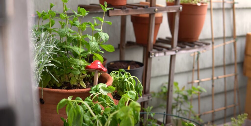 Muntplant in pot.