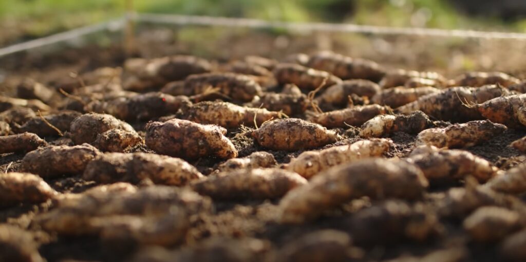 Net geoogste aardperen.