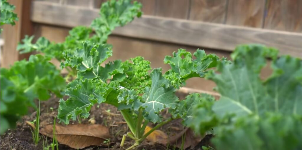 Boerenkool in de wintermoestuin.