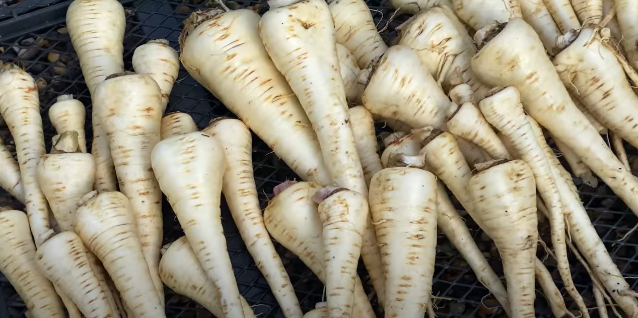 Grote hoop schoongemaakte pastinaak.