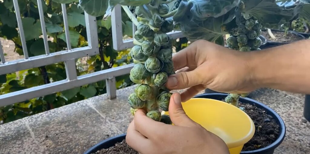 Spruitjes die van de plant geplukt worden.