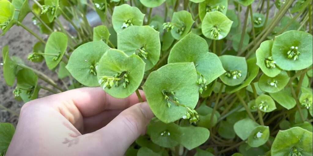 Grote bos winterpostelein.