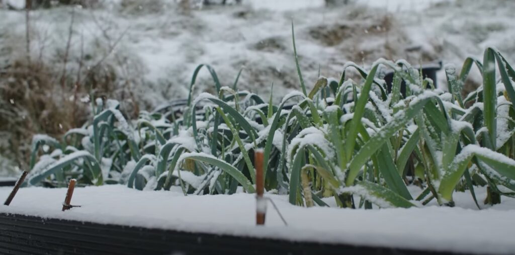 Winterprei onder laag sneeuw in een moestuin.